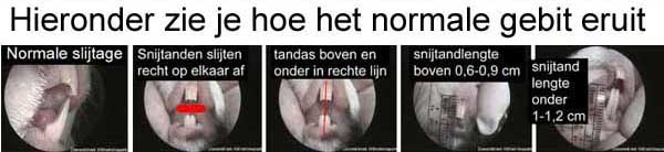 Aan de tanden van een cavia is veel te zien: stand, slijtage en lengte zijn daarbij belangrijk